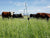 Gallagher Grazing Tumble Wheels is a rollin g electric fence system in pasture with cattle
