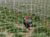 A207015 chicken and Poultry Netting fencing