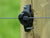 G67304 Gallagher Wood Post Claw Fence Insulator on post with wire