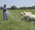 Man with sheep in pasture and Gallagher Electric Fence Netting system