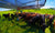 Portable livestock Shade Haven SH1200 Structured with happy cows