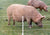 Gallagher Electric Fence post with pigs and fence wire
