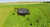 livestock grazing green grass under Shade Haven SH1200 Portable Shade Structure