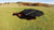 Beef cattle around Shade Haven SH600 Portable Grazing Shade Structure