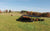 Shade Haven SH600 Portable Grazing Shade with cows