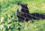 Black bear at starter chicken netting fence kit 