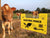 Dairy cows with Gallagher Electric Fence Warning Sign