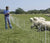Farmer in blue shirt with Electric Sheep and Goat Fence