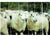 5 Rolls 35"X164' Gallagher Sheep Netting - Gallagher Electric Fence