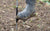 farmer stepping in a Gallagher H.D. Multi Wire Ring Top Fence Post