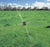 Green pasture and grass withGallagher Tumble Wheel Electric Fence