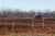 Gallagher 1 Acre Deer & Wildlife electric fencing Kit 